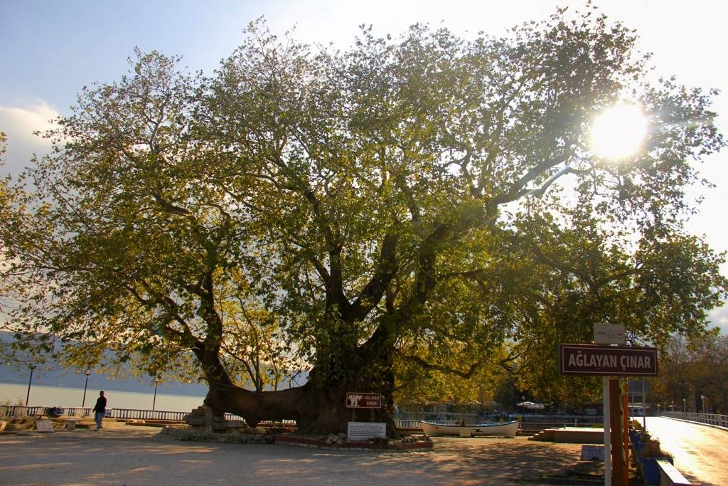 Ağlayan Çınar 